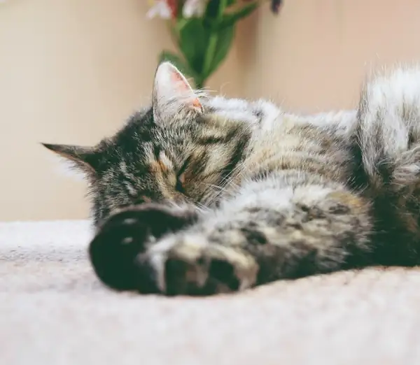 Patilerini kıvırmış, rahatça uyuyan bir kedi