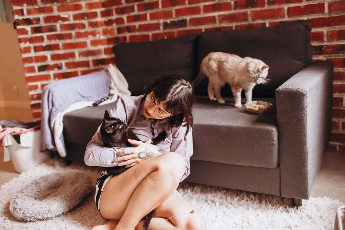Oturma odasında kedi — evde kedi kokusu çözüm planı