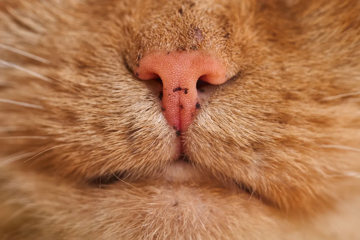 Kum kabının yanında oturan kedi — kedi kumu kokusu rehberi