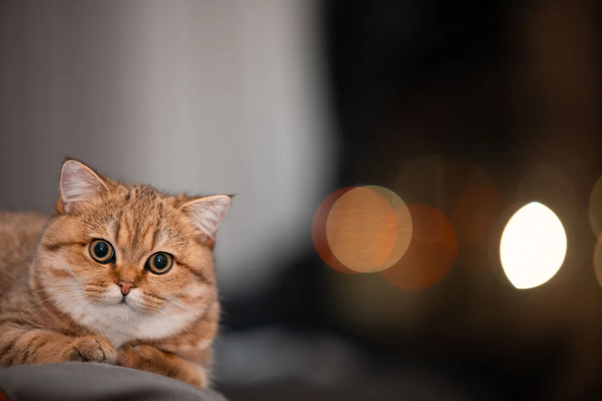 Işıkta toz ve kedi — kedi kumu tozu ve solunum riski