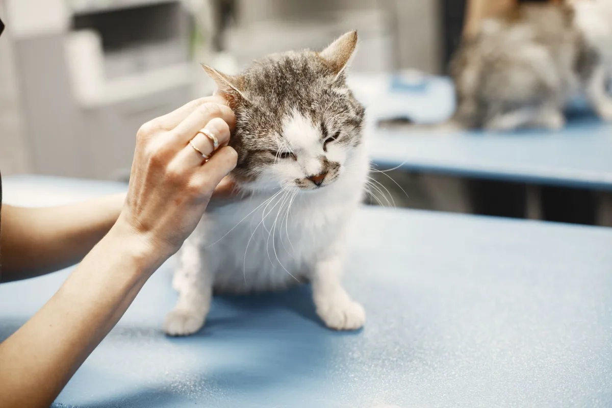 Veteriner muayenesindeki kedi — kum kabında kan görülmesi